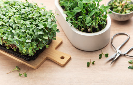 Fresh microgreens growing in containers with scissors on wooden table, ready for harvesting