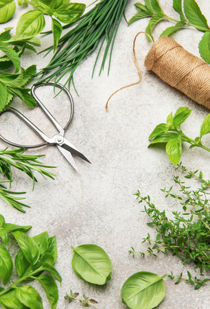Freshly harvested herbs arranged in a frame with scissors and twine on a gray background, creating a rustic, culinary sceneの写真素材