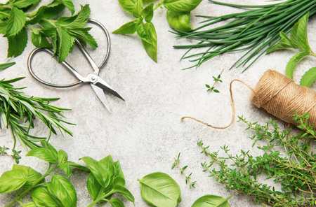 Freshly harvested herbs arranged in a frame with scissors and twine on a gray background, creating a rustic, culinary sceneの写真素材