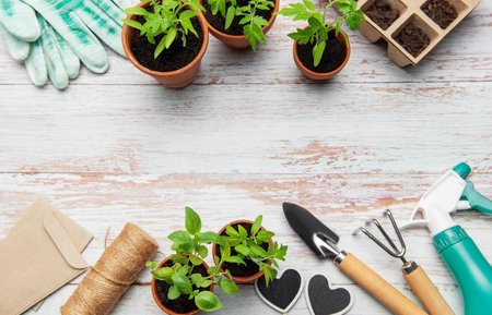 Gardening tools, terracotta pots, seedlings, gloves and seed bags arranged on a white wooden background, creating a springtime planting sceneの写真素材