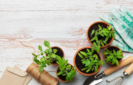 Gardening tools, terracotta pots, gloves and young plants are laying on a rustic white wooden table, ready for plantingの写真素材