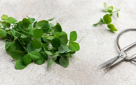 Fresh pea shoots beside scissors on a textured surfaceの写真素材
