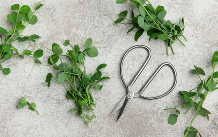 Freshly harvested pea shoots and scissors arranged on a gray table, ready for preparing a healthy...