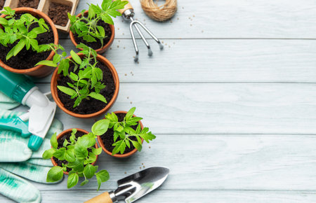 Seedlings growing in pots, gardening tools and gloves on a wooden table, gardening and planting conceptの写真素材