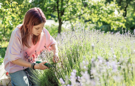 Woman farmer is cutting lavender flowers with secateurs in a lavender field on a sunny summer dayの写真素材
