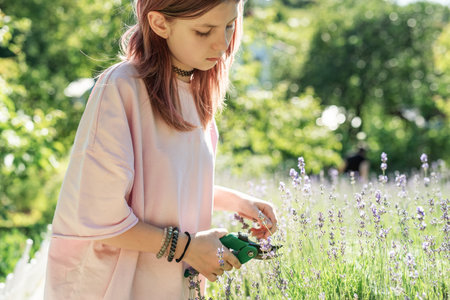 Girl cutting lavender flowers with pruning shears in a field on a sunny summer dayの写真素材