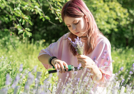 Young woman cutting lavender flowers with scissors in a field on a sunny summer dayの写真素材