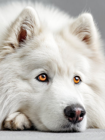 Close up of a samoyed dog lying down, showcasing its beautiful white fur and captivating amber eyesの素材