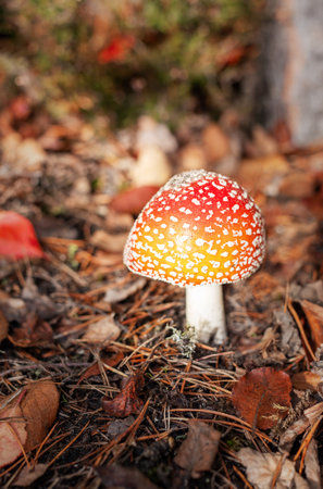 Red and white fly agaric mushroom stands among fallen leaves and pine needles