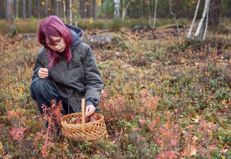 Young girl collecting edible mushrooms in a basket during autumn in the woodsの写真素材