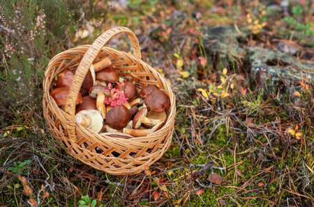 Wicker basket filled with freshly gathered wild edible mushrooms resting on forest mossの写真素材