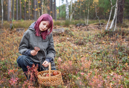 Young girl collecting edible mushrooms in a basket during autumn in the woodsの写真素材