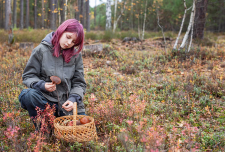 Young girl collecting edible mushrooms in a basket during autumn in the woodsの写真素材