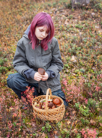 Young girl collecting edible mushrooms in a basket during autumn in the woodsの写真素材