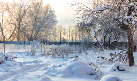 Snow-covered trees create a serene winter landscape, highlighting the beauty of nature in a tranquil setting filled with soft light and peaceful surroundingsの写真素材