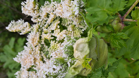 Sosnowsky's hogweed displays delicate white flowers surrounded by rich green foliage, highlighting its unique botanical features in a natural environmentの写真素材