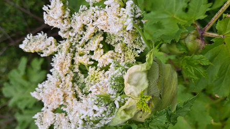 Sosnowsky's hogweed plant features large green leaves and delicate white flowers, creating a striking visual contrast in a natural environment filled with greeneryの写真素材