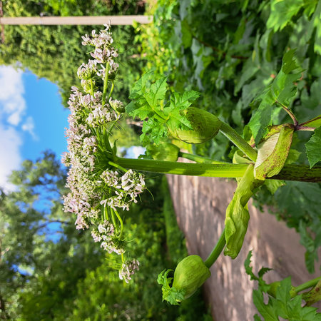 Sosnowsky's hogweed plant features large green foliage and clusters of white flowers, thriving...