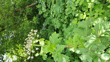 Sosnowsky's hogweed plant features broad green leaves and clusters of small white flowers, thriving...