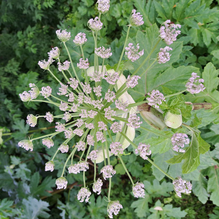 Sosnowsky's hogweed plant features clusters of pink flowers amidst vibrant green leaves, creating a...