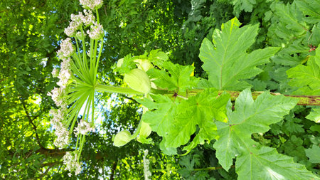 Sosnowsky's hogweed features large green leaves and clusters of white flowers, thriving in a vibrant green setting, highlighting its distinctive botanical characteristicsの写真素材