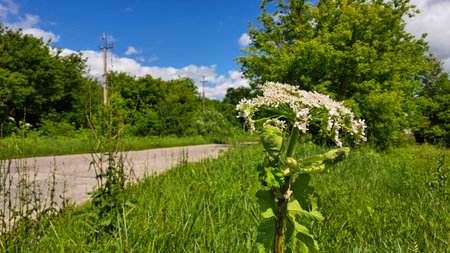 Large white flowers of Sosnowsky's hogweed rise from green foliage near a rural road, surrounded by...