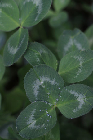 Detailed close-up of lush green clover leaves adorned with water droplets, highlighting the...