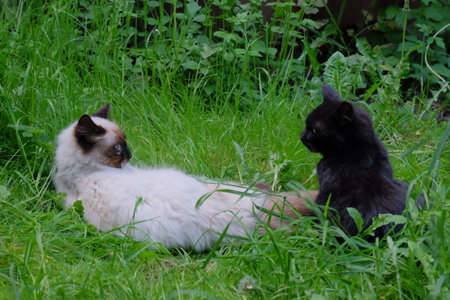 Two playful cats, one white with brown markings and the other solid black, are interacting in...