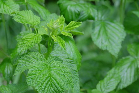 Close-up of vibrant raspberry leaves, displaying rich green colors and detailed textures,...