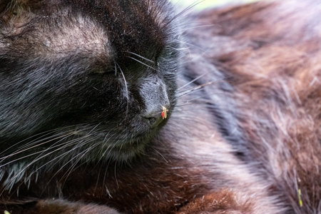 Close-up of a black cat's nose with a mosquito perched on it, highlighting the textures of the fur and the delicate features of the insect in a serene environmentの写真素材