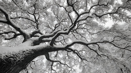 Photography of a snow-laden tree viewed from below, with branches extending outward, enveloped in soft overcast light, creating a serene winter ambianceの素材