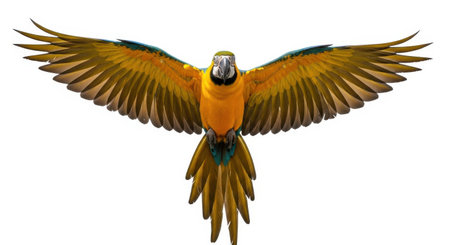 Illustration of beautiful yellow and blue macaw with open wings isolated on white backgroundの素材