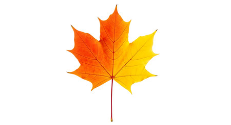Illustration of single maple leaf isolated on white background showing fall colorsの素材