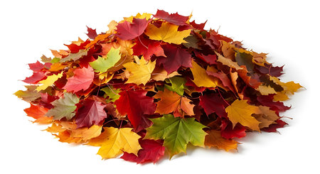 Illustration of pile of colorful autumn leaves isolated on white backgroundの素材