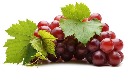 Illustration of close up of a bunch of red grapes isolated on white backgroundの素材
