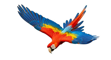 Illustration of scarlet macaw flying isolated on white background with wings spread wide openの素材