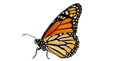 Illustration of monarch butterfly with orange and black wings isolated on white backgroundの素材