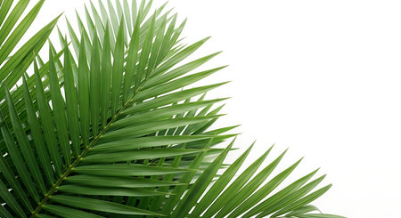 Palm fronds isolated on a white background create a natural border, perfect for adding a tropical touch to any design. Great for summer and vacation themes.の素材
