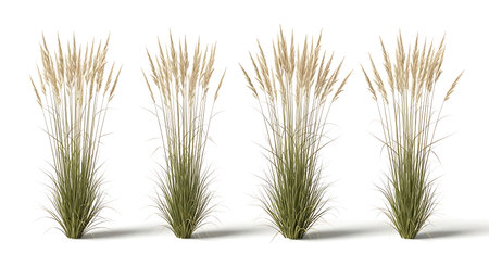 Four pampas grass plants are isolated on a white background in a studio setting. These plants would be perfect for adding a touch of nature to any space.の素材