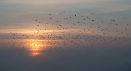 A vast flock of birds flies in formation across a hazy, golden sunset, their reflections shimmering on the tranquil water below.の素材