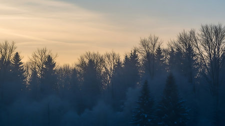 Silhouetted evergreen trees against a soft hazy pastel sunrise sky with gentle cloudsの素材