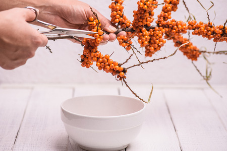 The harvest of seabuckthorn (Hippophae rhamnoides) The hand with the scissors cuts the buckthorn