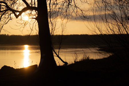 Sunset over the lake. Silhouette of a tree at sunset.の写真素材