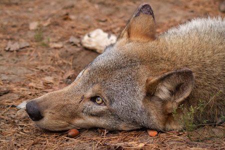 Gray wolf lying in the forest and eating a hazelnut.の写真素材