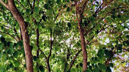 Sun ray are filtered between the mulberry