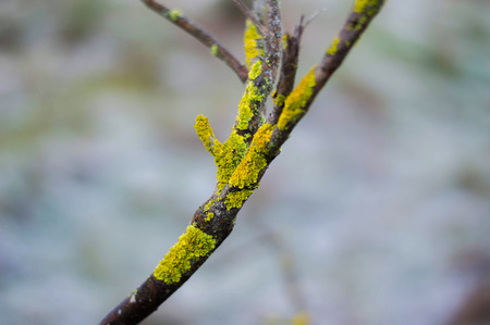 Close-up of a lichen on a branch