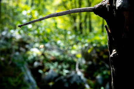 Spider web between branch and trunk of old tree in forest with blurred background of forest greeneryの写真素材