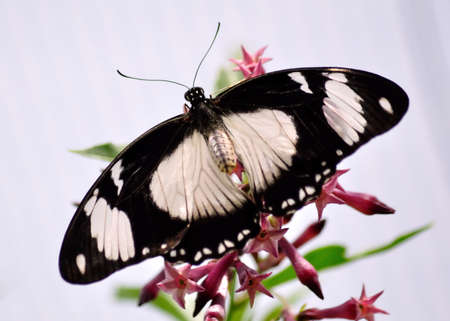 A beautiful butterfly in a natural setting