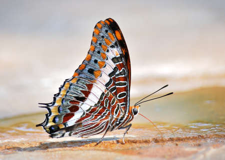 Beautiful butterfly next to waterの写真素材