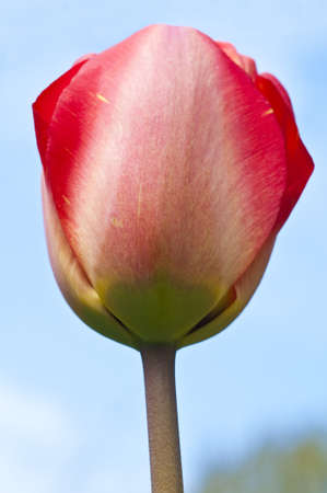 Red Tulips in Spring, close upの写真素材
